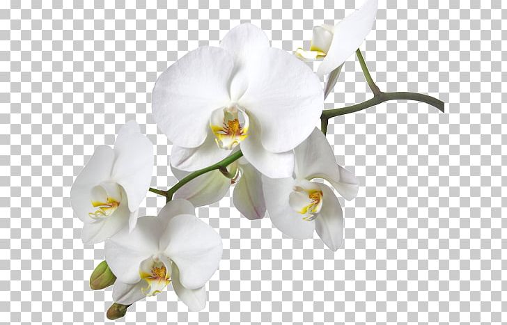 Dendrobium Orchids Boat Orchid Stock Photography Yellow PNG, Clipart, Boat, Boat Orchid, Cattleya, Color, Cut Flowers Free PNG Download