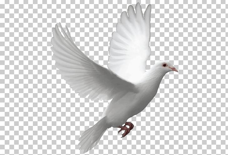 Flying Dove PNG, Clipart, Animals, Birds, Pigeons And Doves Free PNG Download
