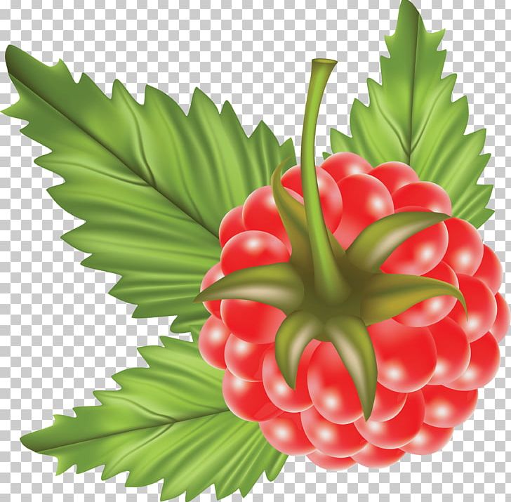 Raspberry Fruit PNG, Clipart, Berry, Black Raspberry, Blueberries, Blueberry, Cleanfood Free PNG Download