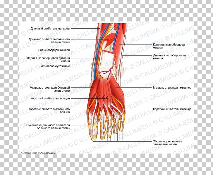 Thumb Nerve Muscle Blood Vessel Foot PNG, Clipart, Anatomy, Area, Arm, Blood Vessel, Damarlar Free PNG Download