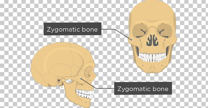 Zygomatic Bone Anatomy Maxilla Human Body PNG, Clipart, Anatomy, Arm, Bone, Brand, Cheek Free PNG Download