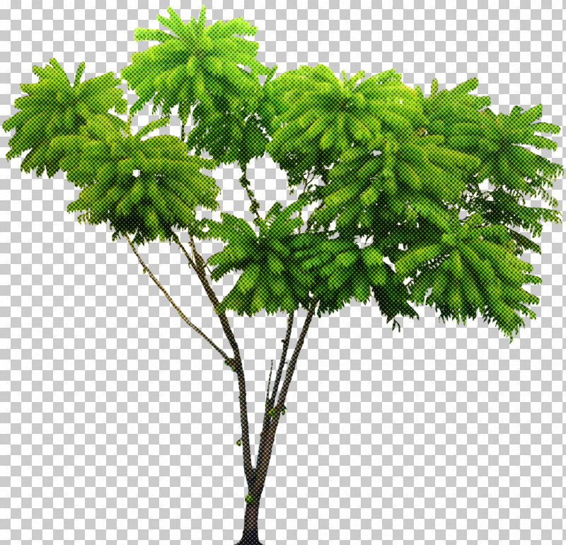 Plant Leaf Flower Tree Woody Plant PNG, Clipart, Branch, Flower, Grass, Houseplant, Leaf Free PNG Download