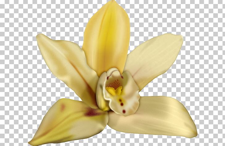 Cut Flowers Cattleya Orchids Petal PNG, Clipart, Cattleya, Cattleya Orchids, Cut Flowers, Flora, Flower Free PNG Download