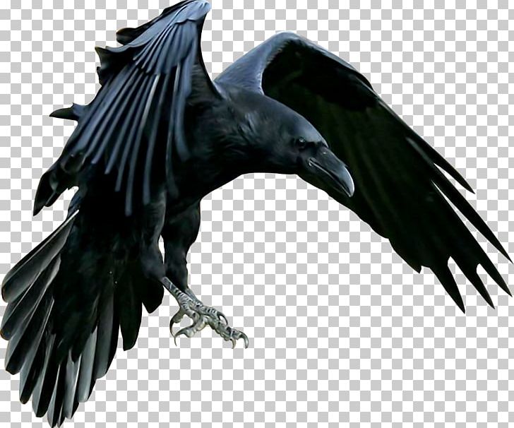American Crow Common Raven Carrion Crow PNG, Clipart, American Crow, Animals, Beak, Bird, Bird Of Prey Free PNG Download