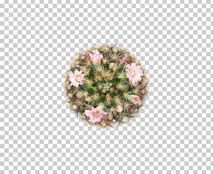 Barbary Fig Cactaceae Plant Flower PNG, Clipart, Artificial Flower, Cactaceae, Floral Design, Floristry, Flower Free PNG Download
