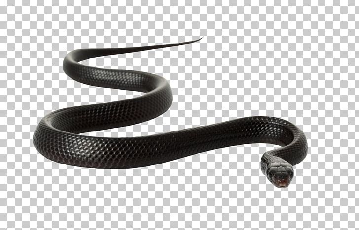 Black Rat Snake PNG, Clipart, Animals, Black Mamba, Black Rat Snake, Cartoon Snake, Clip Art Free PNG Download