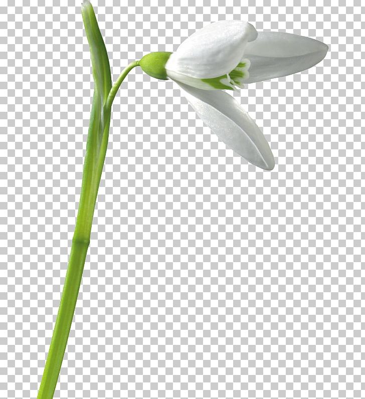 Snowdrop PNG, Clipart, Bon, Cicek Resimleri, Desktop Wallpaper, Digital Image, Flower Free PNG Download