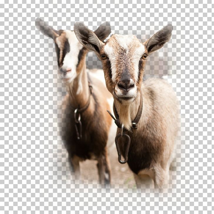 Spanish Goat Sheep Cattle Goat Milk PNG, Clipart, Animals, Breed, Caprinae, Cattle, Cow Goat Family Free PNG Download