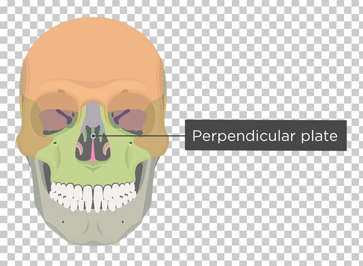 Vomer Bone Human Skeleton Nasal Concha Facial Skeleton PNG, Clipart, Anatomy, Bone, Ethmoid Bone, Face, Facial Skeleton Free PNG Download