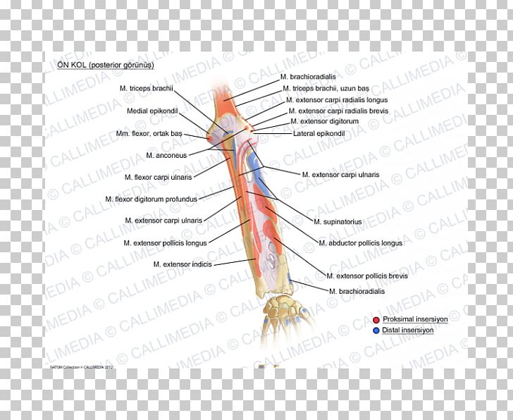 Forearm Human Anatomy Augšdelms PNG, Clipart, Anatomy, Angle, Arm, Diagram, Flexor Pollicis Longus Muscle Free PNG Download