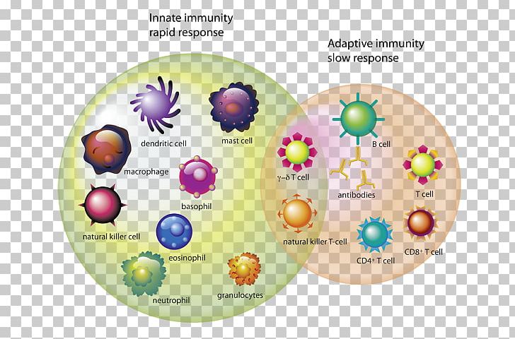 Immune System T Cell Immunity White Blood Cell PNG, Clipart, B Cell, Biology, Blood Cell, Cell, Cell Type Free PNG Download