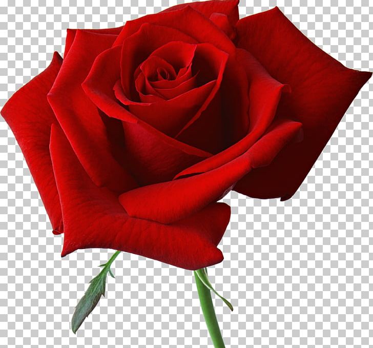 Rose Desktop Flower PNG, Clipart, China Rose, Closeup, Cut Flowers, Desktop Wallpaper, Download Free PNG Download