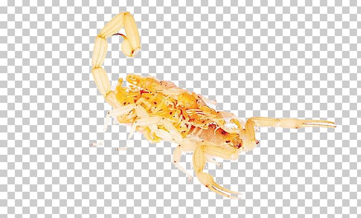 Scorpion Poison Animal PNG, Clipart, Animal, Insect, Insects, Organism, Poison Free PNG Download