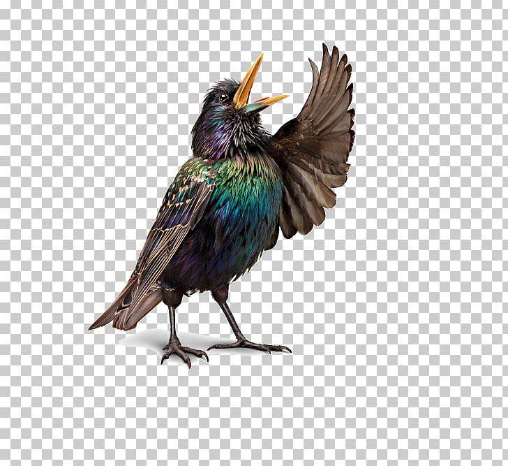 Bird Illustrations European Robin Opera Photography PNG, Clipart, Animal, Art, Beak, Bird, Bird Cage Free PNG Download
