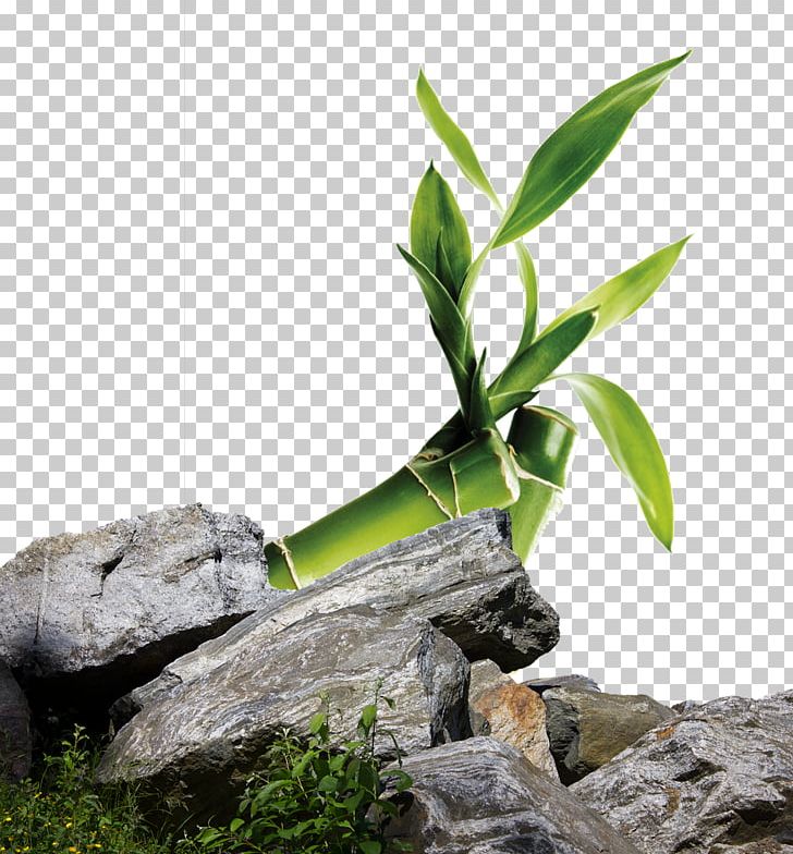 Rock PNG, Clipart, Art, Background Green, Bamboo, Bamboo Leaves, Deviantart Free PNG Download