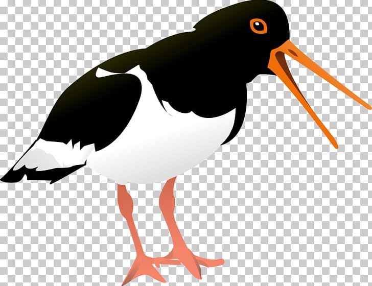 Bird Eurasian Oystercatcher PNG, Clipart, Beak, Bird, Cartoon Bullfrog, Charadriiformes, Computer Icons Free PNG Download