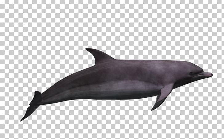 Common Bottlenose Dolphin Tucuxi Short-beaked Common Dolphin Wholphin Rough-toothed Dolphin PNG, Clipart, 3d Computer Graphics, Bottlenose Dolphin, Fauna, Fin, Mammal Free PNG Download