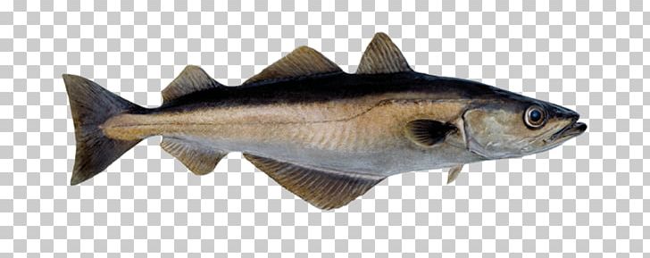 Norway Fish Pollack Pollock Atlantic Cod PNG, Clipart, Animal Figure, Animals, Atlantic Cod, Aus, Bony Fish Free PNG Download