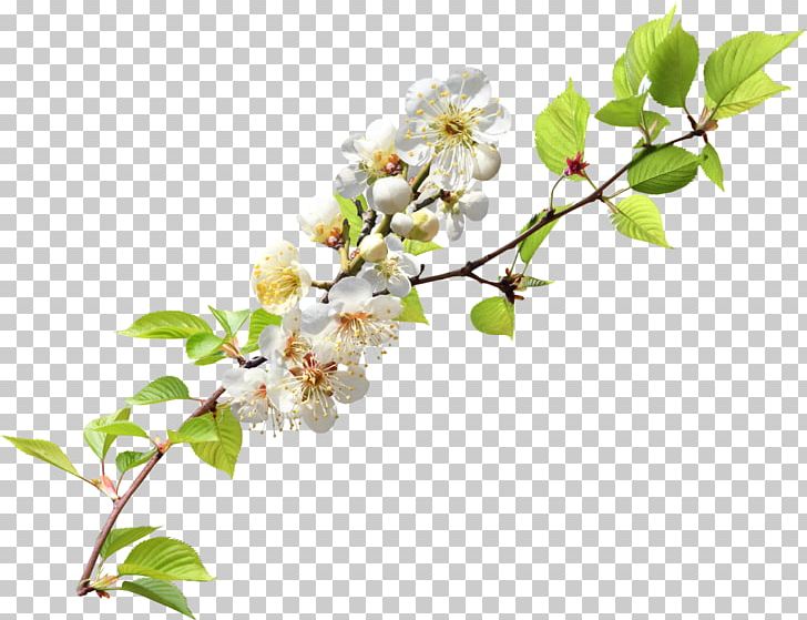 Branch PNG, Clipart, Blossom, Branch, Cherry Blossom, Download, Encapsulated Postscript Free PNG Download