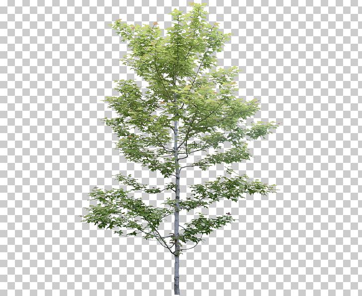 Cdr PNG, Clipart, Bask, Birch, Branch, Cdr, Conifer Free PNG Download