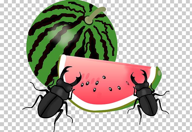 Watermelon Fruit PNG, Clipart, Beetle, Book Illustration, Citrullus, Confectionery, Cucumber Gourd And Melon Family Free PNG Download