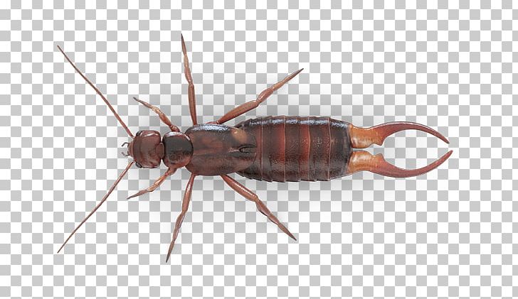 Insect Ant Ringlegged Earwig Mosquito PNG, Clipart, Animals, Ant, Arthropod, Baygon, Earwig Free PNG Download