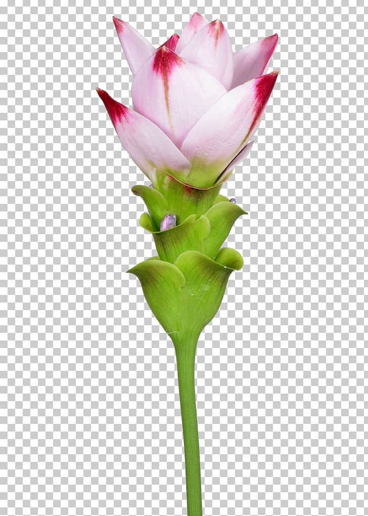 Siam Tulip Cut Flowers Turmeric Plant Stem PNG, Clipart, 17 Cm, Bud, Curcuma, Curcuma Caesia, Cut Flowers Free PNG Download