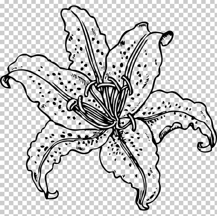 Tiger Lily Easter Lily Lilium Candidum PNG, Clipart, Artwork, Arumlily, Black And White, Butterfly, Cut Flowers Free PNG Download