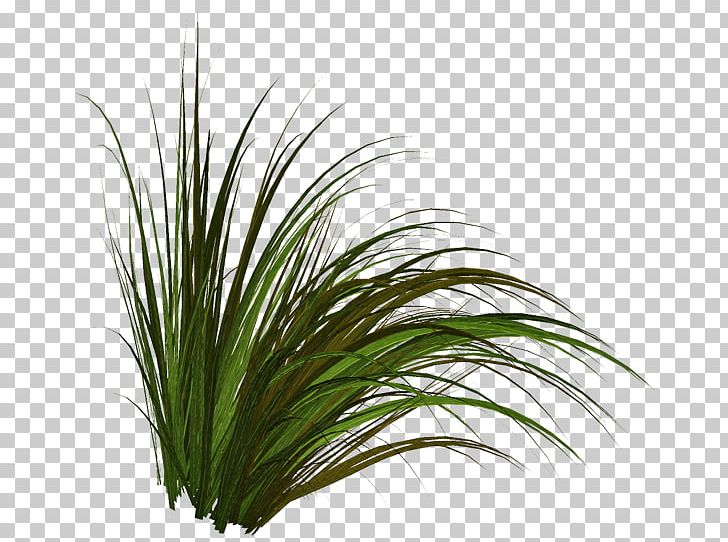 Tree Lawn Herbaceous Plant PNG, Clipart, Blog, Cattails, Clip Art, Email, Flower Free PNG Download