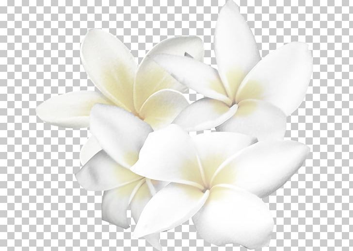 White Flower PNG, Clipart, Black And White, Cartoon, Cut Flowers