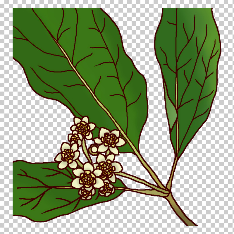 Plant Stem Branch Leaf Leaf Vegetable Flower PNG, Clipart, Biology, Branch, Flower, Leaf, Leaf Vegetable Free PNG Download