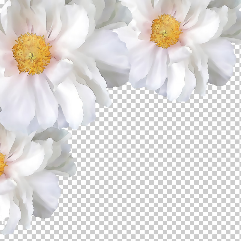 Rose PNG, Clipart, Common Daisy, Cut Flowers, Daisy Family, Floristry, Flower Free PNG Download