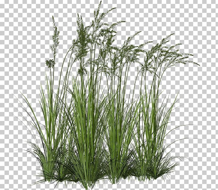 Ornamental Grass Grasses Tallgrass Prairie PNG, Clipart, Chrysopogon Zizanioides, Clip Art, Commodity, Computer Icons, Encapsulated Postscript Free PNG Download