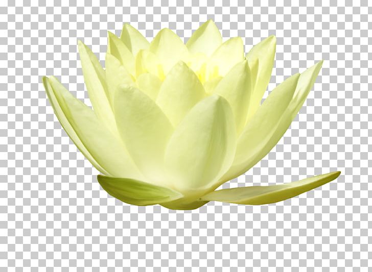 Plant Stem PNG, Clipart, Flower, Lotus Leaves, Others, Petal, Plant Free PNG Download