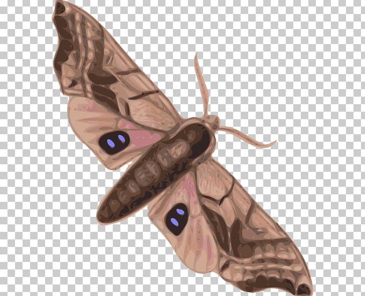 Butterfly Moth PNG, Clipart, Attacus Atlas, Butterflies And Moths, Butterfly, Cabbage Moth, Free Content Free PNG Download