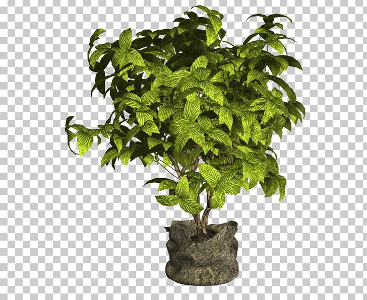 Flowerpot Tree Ornamental Plant Houseplant PNG, Clipart, Flower, Flowerpot, Houseplant, Nature, Ornamental Plant Free PNG Download