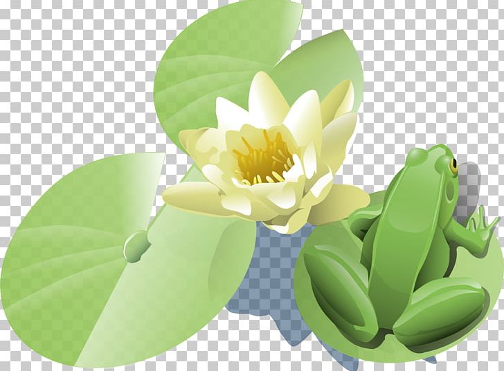 Frog Egyptian Lotus PNG, Clipart, Amphibian, Animals, Download, Egyptian Lotus, Flower Free PNG Download