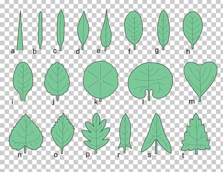 Leaf Shape Tree Plant Cupressus PNG, Clipart, 2 B, Autumn, Bald Cypress, Bark, Botany Free PNG Download
