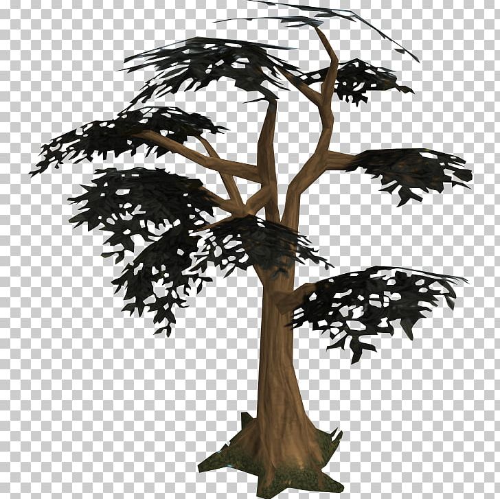 Tree Woody Plant PNG, Clipart, Arecaceae, Blog, Branch, Desktop Wallpaper, Fir Free PNG Download