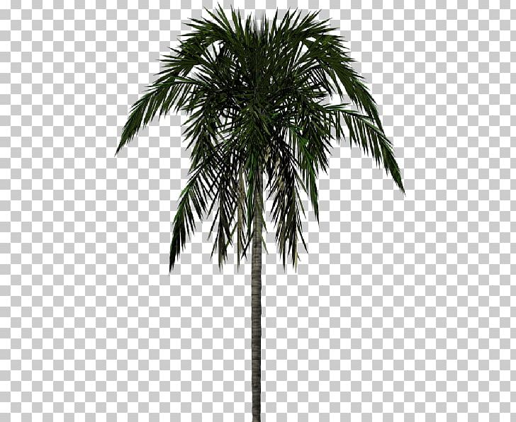 Arecaceae PNG, Clipart, Arecaceae, Arecales, Areca Nut, Attalea Speciosa, Borassus Flabellifer Free PNG Download