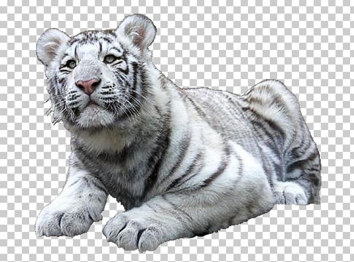 Felidae Cat White Tiger Golden Tiger PNG, Clipart, Animals, Bengal Tiger, Big Cats, Carnivoran, Cat Free PNG Download
