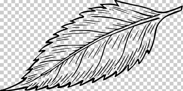 Leaf Drawing PNG, Clipart, Artwork, Autumn Leaf Color, Beak, Black And White, Color Free PNG Download