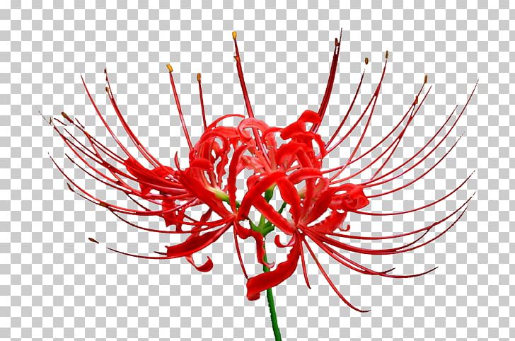 Red Lilies PNG, Clipart, Beautiful, Computer Icons, Download, Floral Design, Floristry Free PNG Download