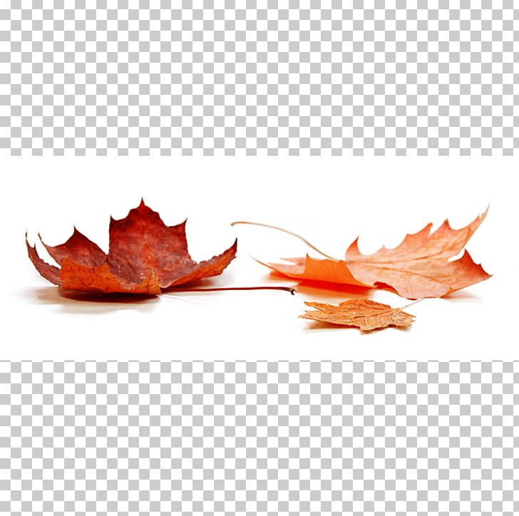 Stock Photography Autumn Leaf Color PNG, Clipart, Autumn, Autumn Leaf Color, Business, Caprese, Leaf Free PNG Download