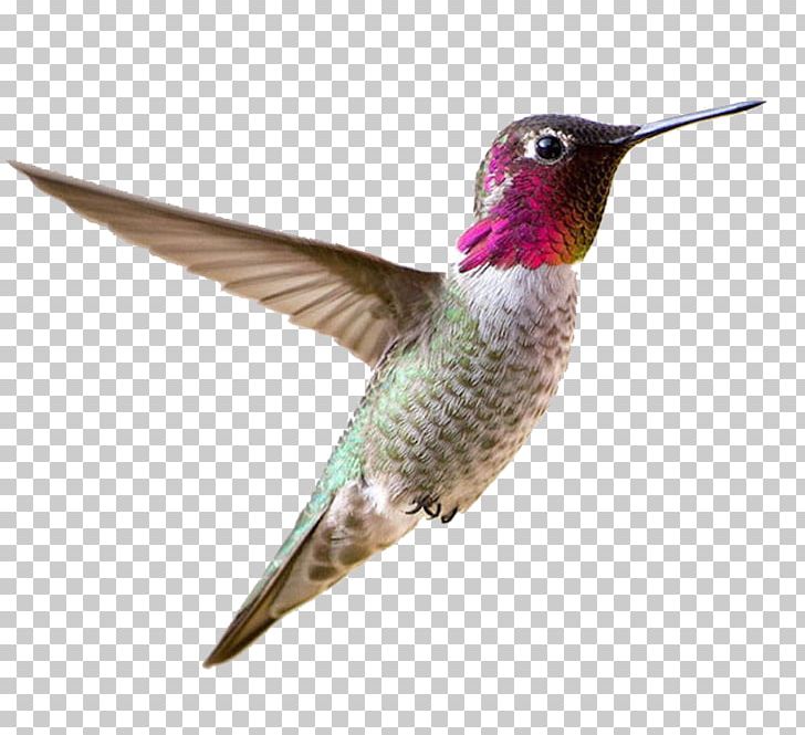 Allen's Hummingbird Bird Feeder Feather PNG, Clipart, Allens Hummingbird, Beak, Bird, Bird Feeder, Bird Feeders Free PNG Download