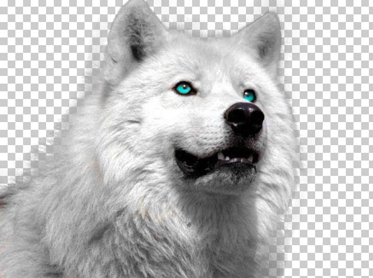Arctic Wolf Puppy Siberian Husky Tundra Wolf Animal PNG, Clipart, Animals, Black And White, Canadian Eskimo Dog, Canis Lupus Tundrarum, Carnivoran Free PNG Download