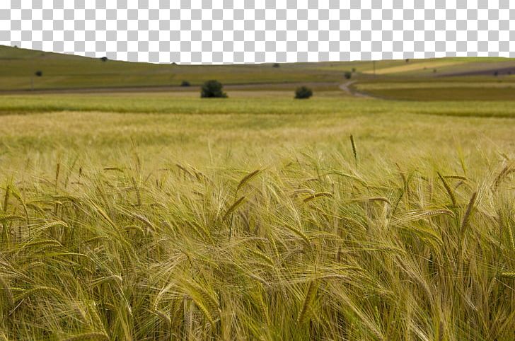 Barley Triticale Cereal PNG, Clipart, Agriculture, Background Green, Crop, Ear, Ecoregion Free PNG Download