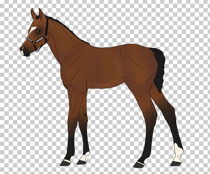 Horse Equestrian Bridle Saddle PNG, Clipart, Animal Figure, Bit, Bridle, Colt, Equestrian Free PNG Download