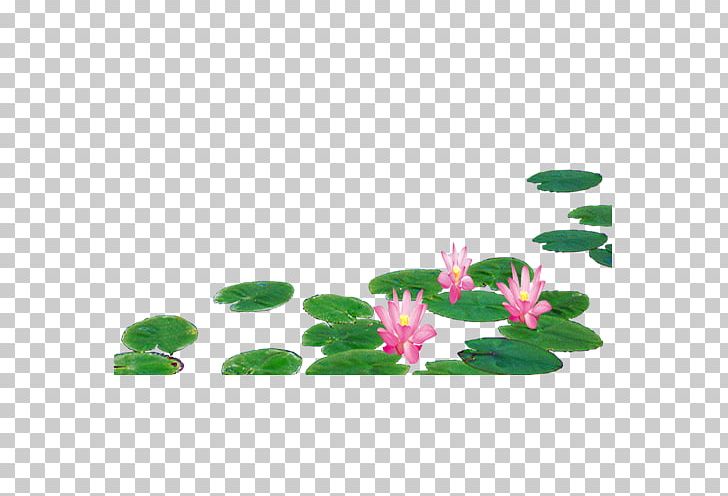 Nelumbo Nucifera Lotus Effect Leaf Designer PNG, Clipart, Designer, Download, Fig, Flora, Floral Design Free PNG Download