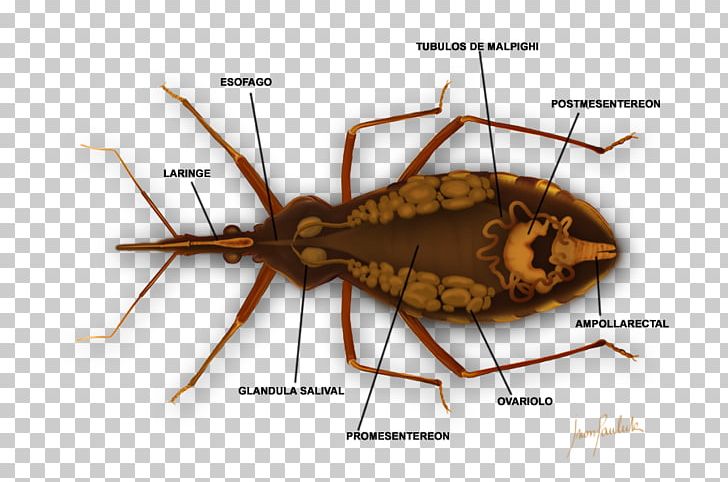 Triatoma Infestans Chagas Disease Bedbug Medicine PNG, Clipart, Anatomia, Arthropod, Assassin Bug, Bedbug, Chagas Disease Free PNG Download